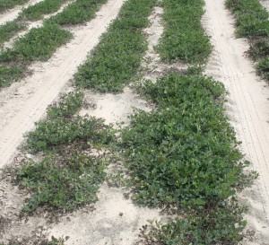 Dryland peanuts in a field in Georgia in 2014. Photo credit: University of Georgia CAES. 