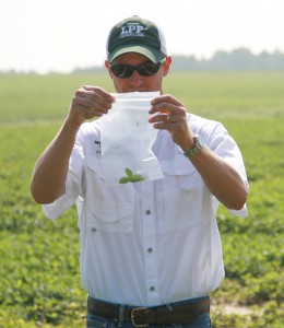 UGA Extension peanut entomologist Mark Abney advocates insect scouting. Photo credit: University of Georgia. 