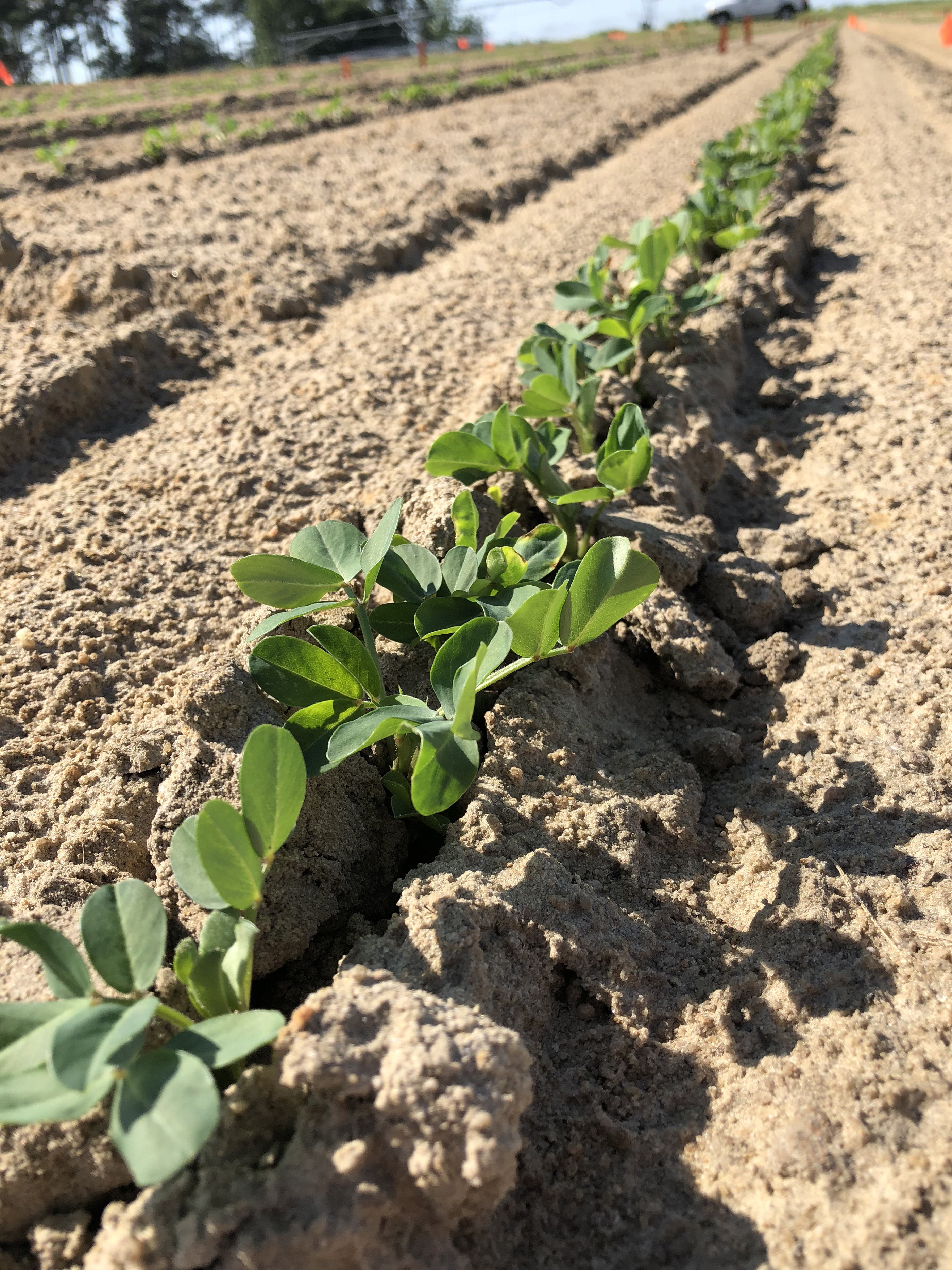 Soil Temperature Is Key To Planting Peanuts