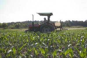 sprayingincornfield